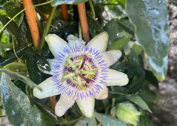 Lejlighed Residenza Da Ste *